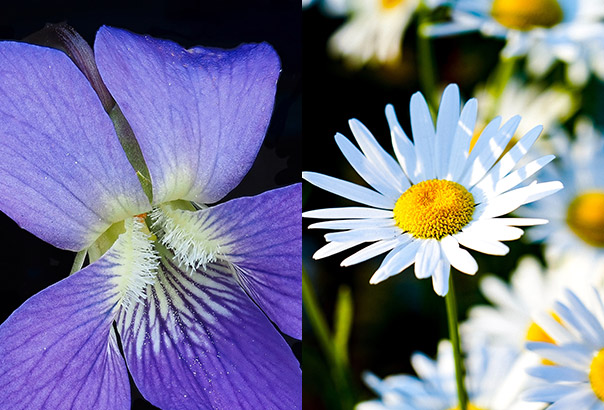 Abgebildet ist eine Collage aus zwei verschiedenen Frühlingsblumen: Links ist ein einzelnes Duftveilchen vor einem schwarzen Hintergrund zu sehen, rechts ein Gänseblümchen auf einer Blumenwiese.