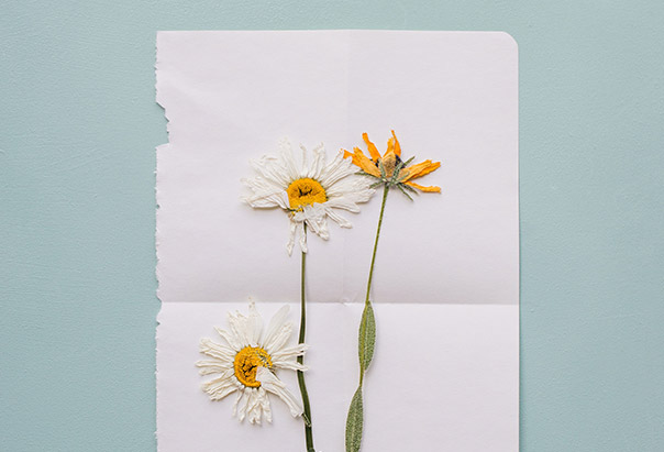 Auf einem blauen Hintergrund liegt ein weißes Blatt Papier, auf welchem wiederum drei gepresste Blumen liegen. 